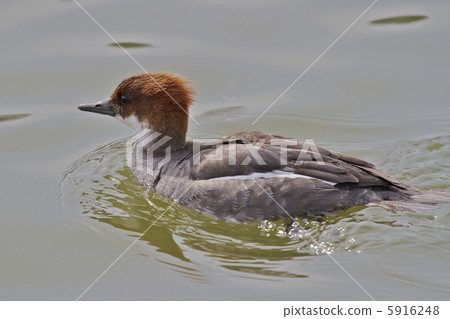 Miko Aysa Mess 5916248