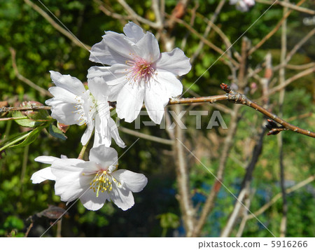 Dugongsakura(十月櫻花) Dugongsakura(十月櫻花) 5916266