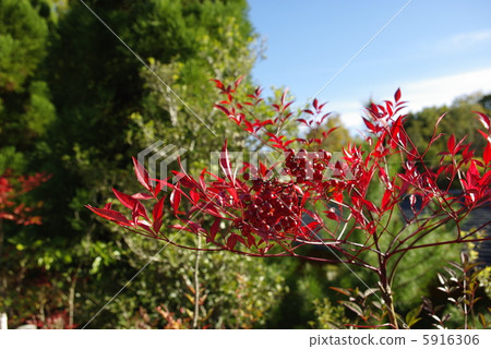 Color of Nanten Fruit Color of Nanten Fruit 5916306