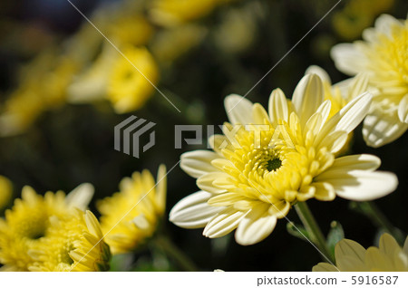 白色的花園媽媽開始綻放 5916587