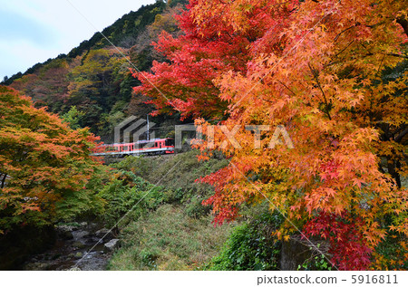 Railway Eizan Electric Railway Elegy Autumn leaves Autumn 900 Series Red Kirara Kimiguchi entrance Railway Eizan Electric Railway Elegy Autumn leaves Autumn 900 Series Red Kirara Kimiguchi entrance 5916811
