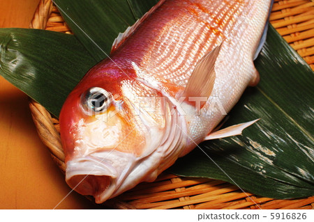 甜鯛莎莎 5916826