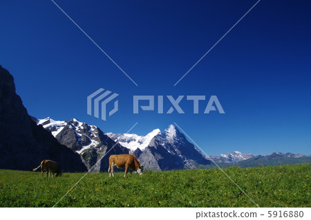 Eiger and cow 5916880