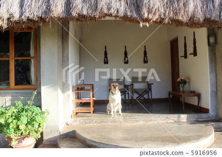 非洲小屋兒童狗 5916956