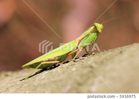 白尾螳螂 5916975