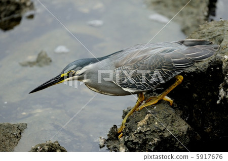 Sasagoi Sasagoi 5917676