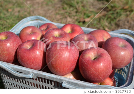 蘋果 蘋果 5917723