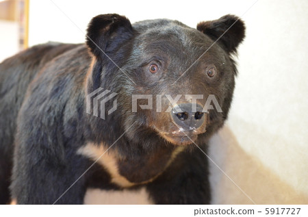 熊餡 熊餡 5917727