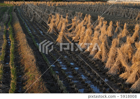 Harvested rice field Harvested rice field 5918008
