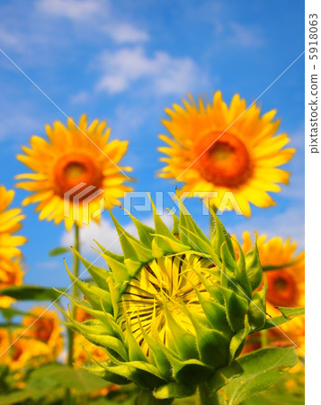 Sunflower and buds Sunflower and buds 5918063