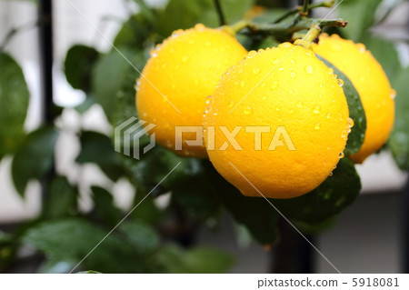 Lemon near harvest 5918081