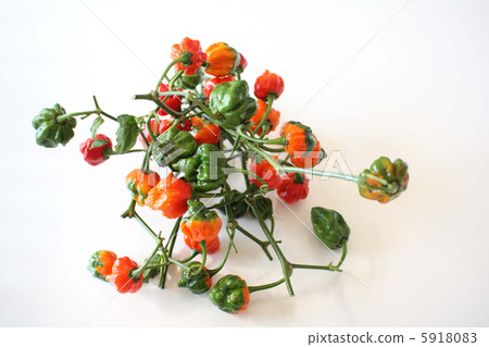 辣椒Naga·Vapor 辣椒Naga·Vapor 5918083