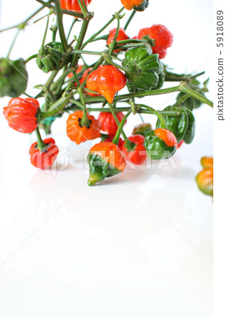 辣椒Naga·Vapor 5918089