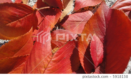 落葉 落葉 5918138