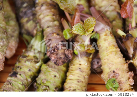 Wasabi leaves 5918254