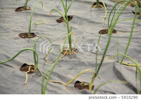 Onion seedlings Onion seedlings 5918290