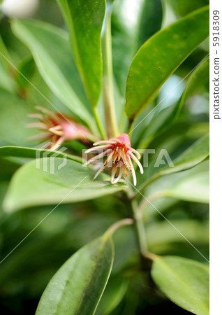 Ohirgi Ohirgi 5918309