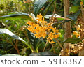 Kinmokusei花 5918387