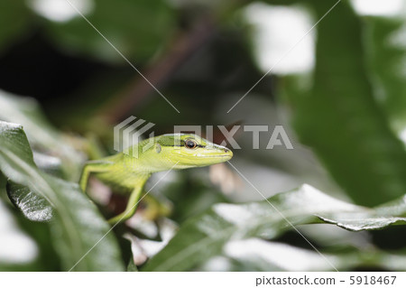 Saxis Canaveral 2 Saxis Canaveral 2 5918467