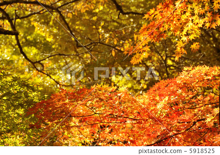 Autumn leaves 5918525