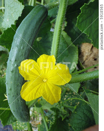 黃瓜 黃瓜 5918565