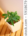 Foliage plant  5918679