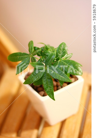 葉子植物 5918679