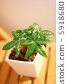 Foliage plant  5918680