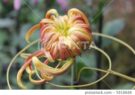 Chrysanthemum   5918686