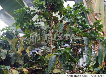 Coffee tree Coffee tree 5918699