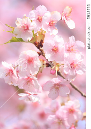 河津櫻花 5918733