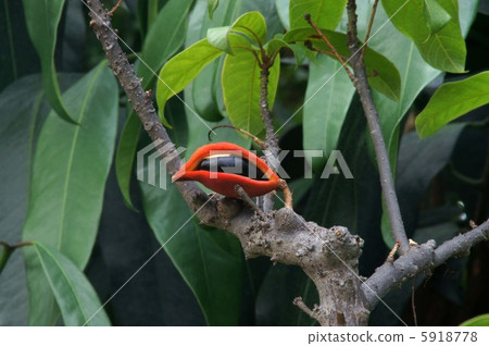 Ping-pong tree Ping-pong tree 5918778