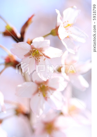 Castle in the heart Castle in the heart 5918799