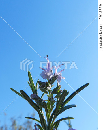 Rosemary flowers 5918829