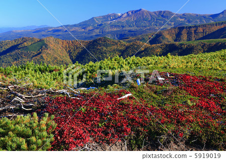 The autumn leaves of ULASHIMA Azalea seen from Fan Numan and Asahidake The autumn leaves of ULASHIMA Azalea seen from Fan Numan and Asahidake 5919019