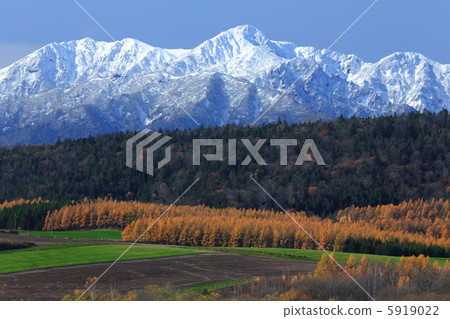 雪冠和落葉松黃色葉子的Ashibetsutake 5919022