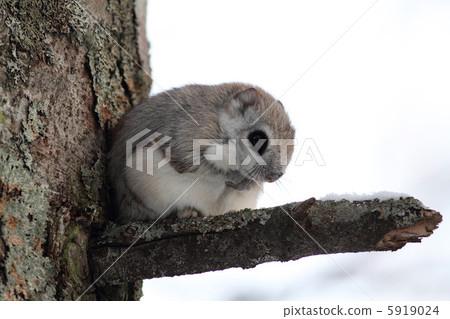 Ezomon摩卡清早 5919024