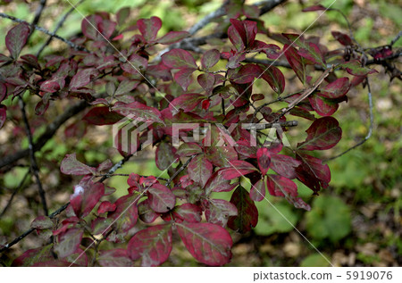 秋天的樹葉 秋天的樹葉 5919076