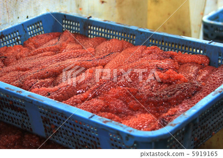 Harvest of muscle 5919165