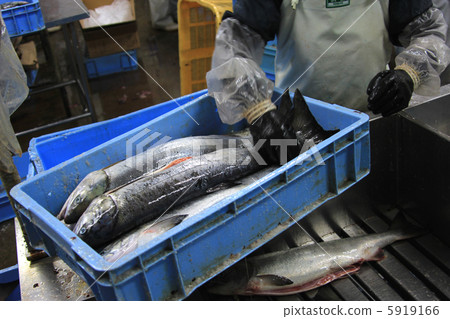 Salmon landing caught 5919166