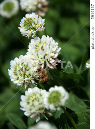 Bees and white clover 5919167