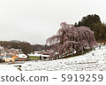 Cherry blossoms of the fall 5919259