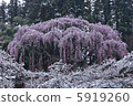Cherry blossoms at Fukujuji 5919260
