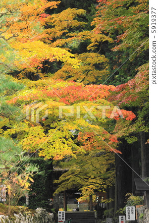 Autumn leaves of Kamitsuji temple approaching 5919377