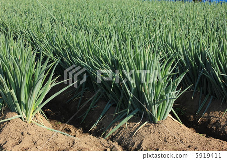Deep-rooted leekhard field Deep-rooted leekhard field 5919411