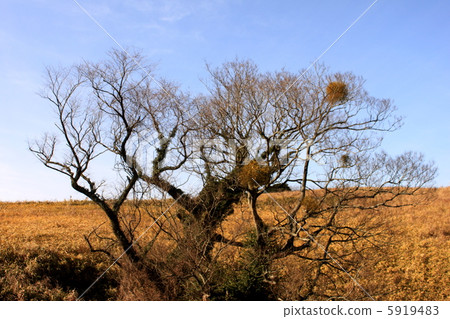 Winter Hiraodai 5919483