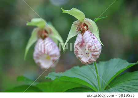 Affiliation Affiliation 5919555