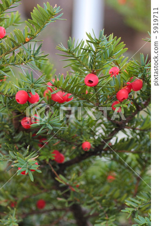 Onko nut, tree nut, red nut 5919711