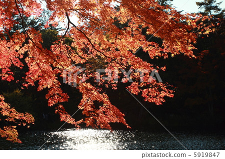 Autumn leaves of Kunisaki pond No. 1 5919847