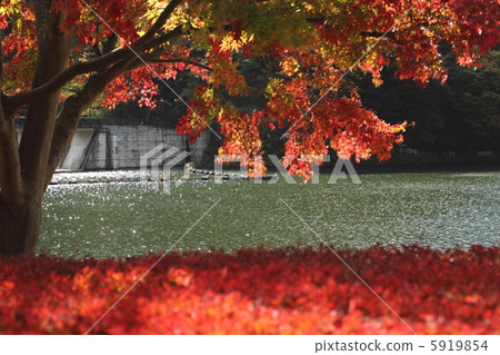 Autumn leaves of Usui lake part 2 5919854